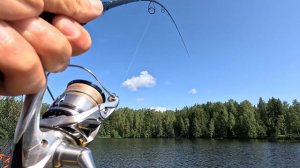 Хотели просто поймать окуней,но всё пошло не по плану