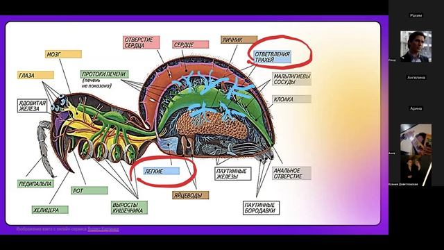 Членистоногие часть 2 (ср 11-30)