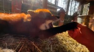 Лиса-Алиса. Лис Игнис рассказывает про свой завтрак