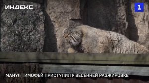 Манул Тимофей приступил к весенней разжировке