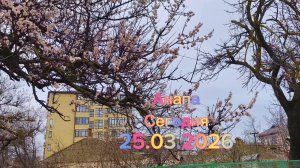 Анапа Сегодня 25.03.2026