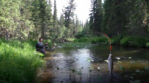 ТАЙГА ХАРИУС Клюет КАЖДЫЙ ЗАБРОС Глухая ТАЙГА Рыбалка на Поплавок река Даугли приток Сухой пит
