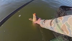 ЗАБРАЛСЯ НА ЛОДКЕ В ДЕБРИ, ГДЕ САЗАН ЖИРУЕТ! Рыбалка на поплавок. Ловля сазана.