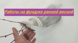 Работы на фундуке ранней весной
