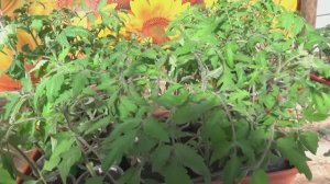 Нижний полив рассады "В ПОДДОН" или индивидуальный "В СТАКАНЧИК"? Какой способ выбрать