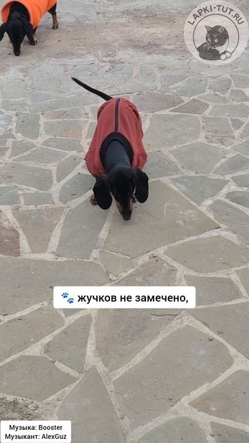 Таксячьи игры: активные и разнообразные 🤣 #лапкитут #таксы #питомцы #прогулкассобакой