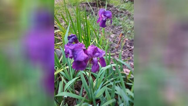 Сочинские цветы весною в конце февраля и марта 2026 г.