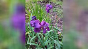 Сочинские цветы весною в конце февраля и марта 2026 г.