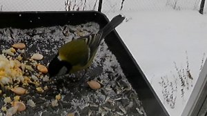 Скользкая кормушка