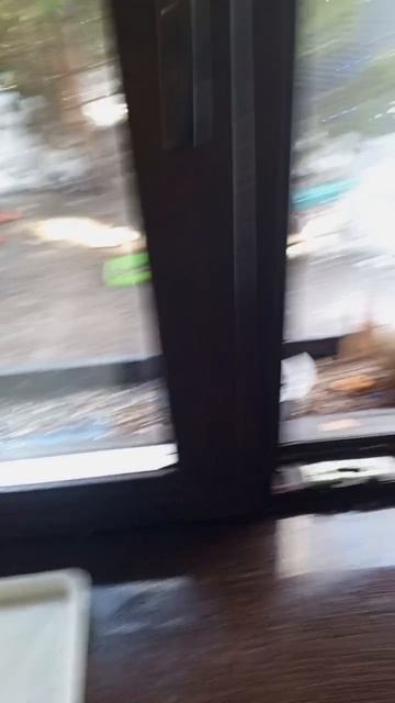 барыня белка