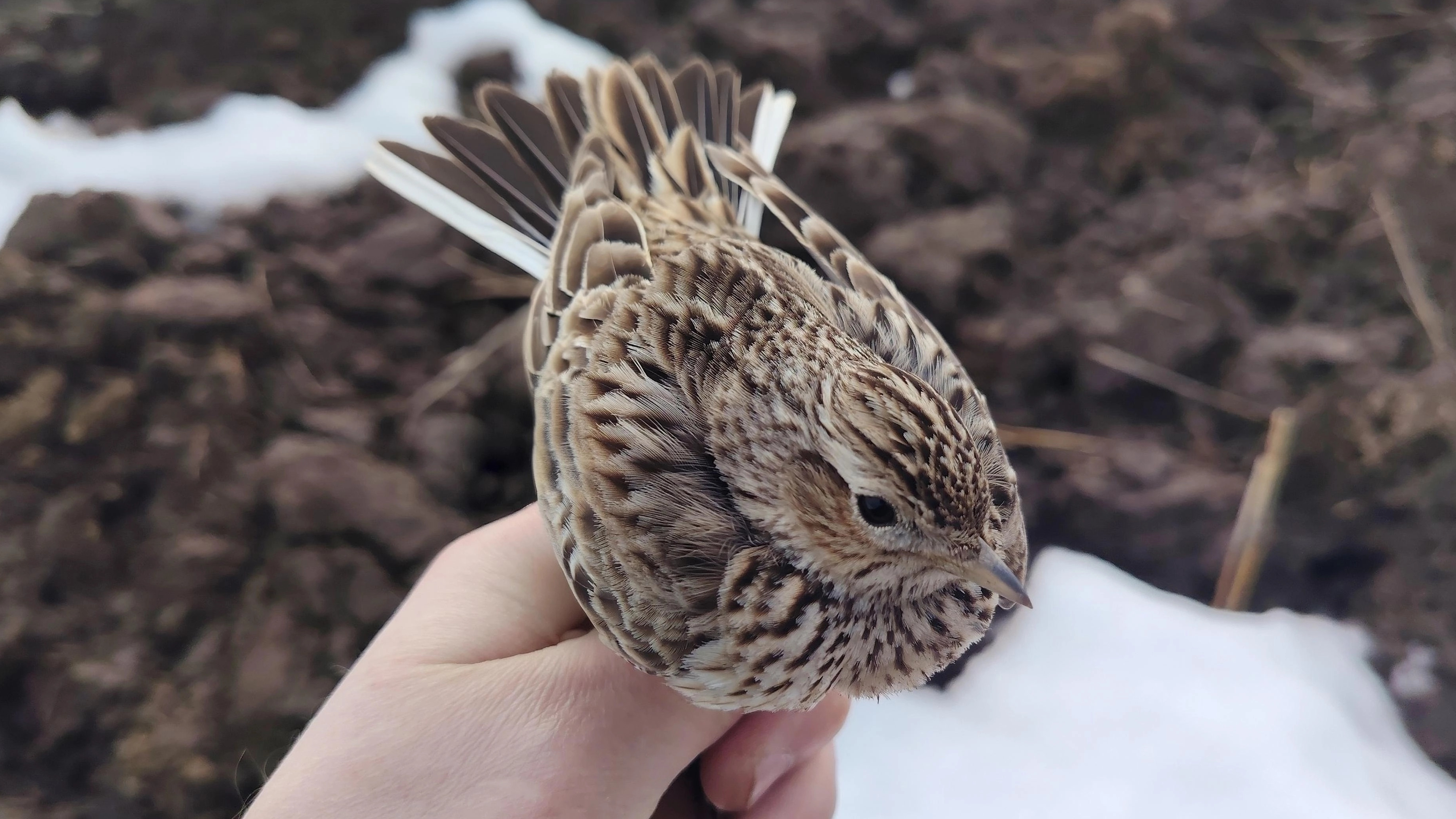 Полевые жаворонки/реполовы