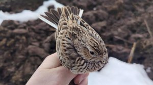 Полевые жаворонки/реполовы