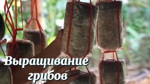 Сбор банановых листьев для продажи на рынке, выращивание грибов в домашних условиях