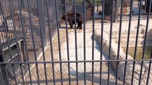 Сахалинский зооботанический парк. Медведь, мартышка, агама, орлан и мара