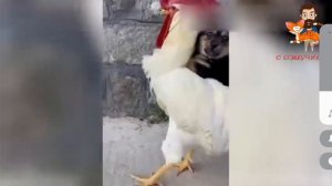 смешные коты - с озвучкой смешная озвучка