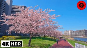 Tokyo Cherry Blossoms 2026 - Sumida River Early Sakura