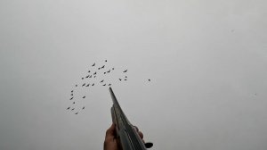 Охота лучшее за год Охота на Гуся,охота на Утку на Зайца на куропатку на фазана !!!