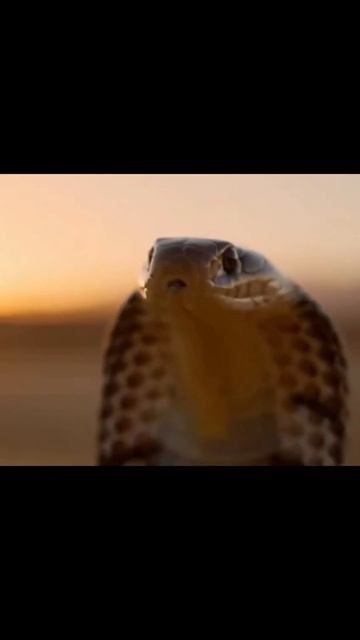 #snake #desert #reptile #sand #viral