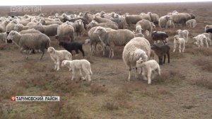 В Дагестане в разгаре ягнение овец