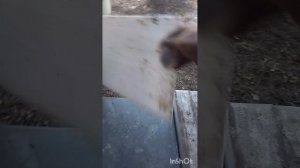 первый расплод не удаляю