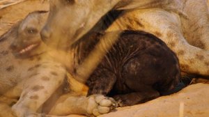 Страна больших кошек 2 серия (документальный сериал, 2020)