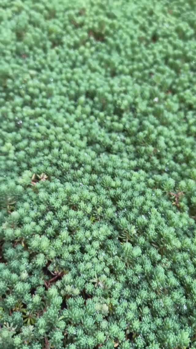 Коврик в клубме — седум