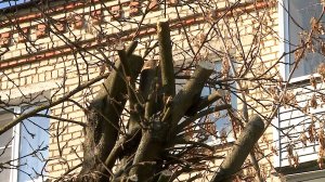 (Рыбинск-40) ФОРМОВОЧНАЯ ОБРЕЗКА ДЕРЕВЬЕВ