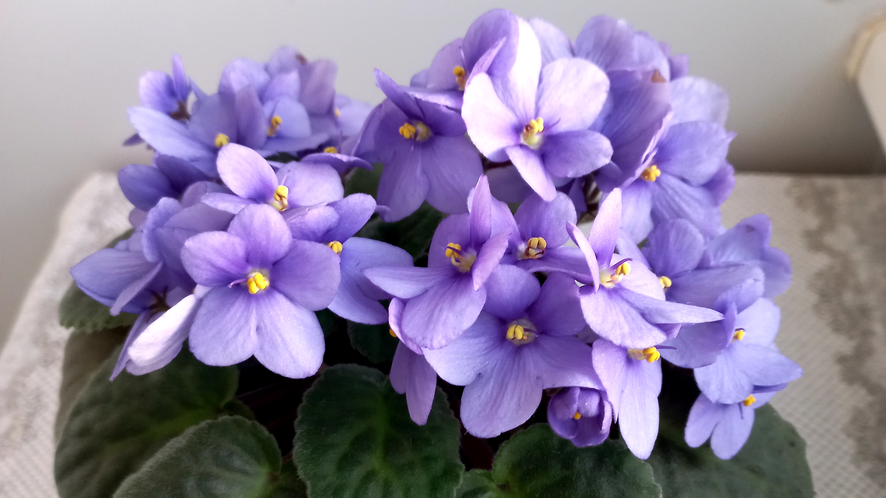 Фиалка расцвела. Удивитесь, чем пдкармливаю-цветёт круглый год.Комнатное цветоводство.