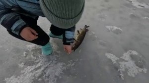 ловля щупаков