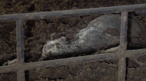 До пяти лет тюрьмы грозит ольскому фермеру за гибель нескольких десятков коров