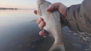 Рыбалка на отводной поводок, река Волхов, март.