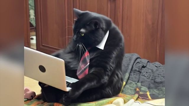 кот с ноутбуком 18