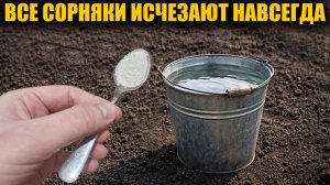 Любые сорняки исчезнут за 1 минуту навсегда! Рабочий способ как избавиться от сорняков