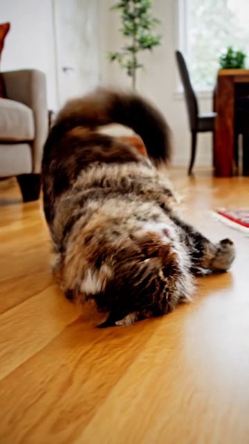 Коврик вертолетчик #cat #красиваякошка #cute #веселыекоты #видосыоткота #видосыоткота #cutecat