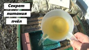 Секрет сбалансированного питания пчёл.