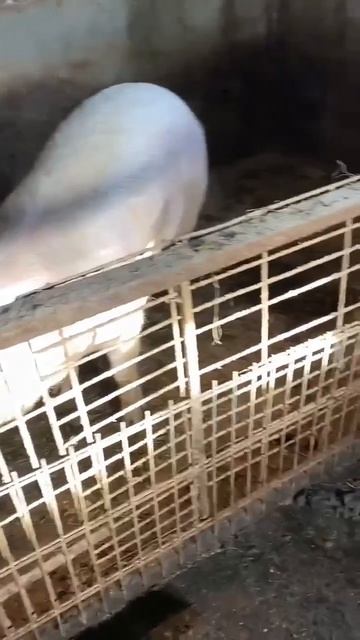 взял на племя ф1