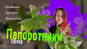 Загадочные ПАПОРОТНИКИ: обзор моих корневищных, розеточных и флорариумных питомцев 🌿