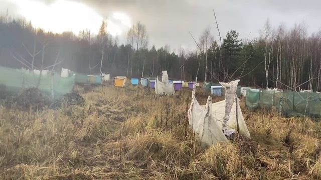 Как правильно выращивать орехи Часть 1