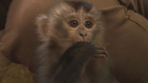 Сотрудники Ленинградского зоопарка выкармливают трехмесячную макаку-отказника