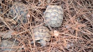 Центр восстановления популяции черепахи Никольского создадут в Сочи
