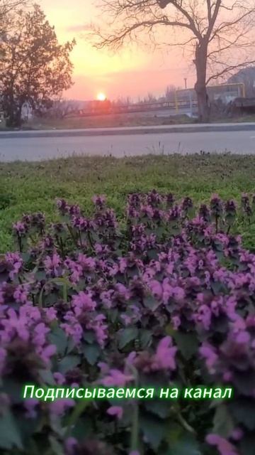 ШИКАРНЫЙ Закат. Крымские Первоцветы.