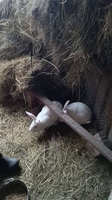 Те самые зайцы что мы поймали на кирпич!