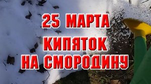 25 марта. Подкормила и прорыхлила тюльпаны. Полила кипятком смородину