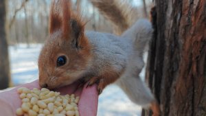 Незнакомая милая белка