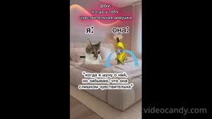 смотрю шортс