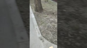 Мы идём гулять с собакой! | 25-мар-2026 2