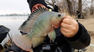 Бешенные поклевки теляпии на фидер!