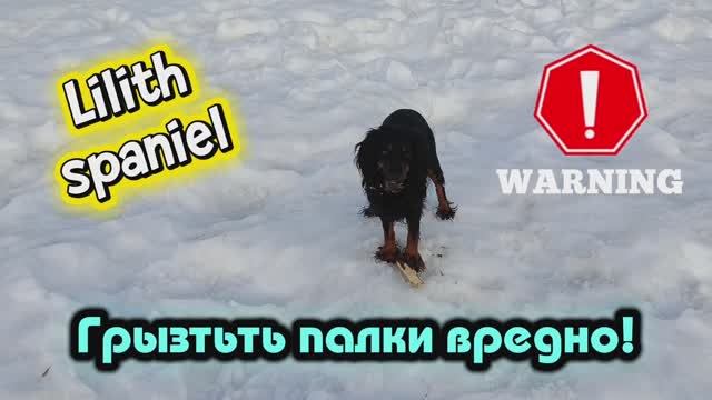 Грызть палки вредно для собак