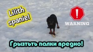 Грызть палки вредно для собак