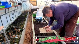 Коты счастливы, тюльпаны вылезли — время сажать зелень!